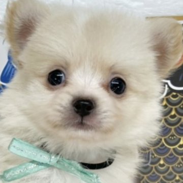 ポメチワ(ポメラニアン×チワワ)【岐阜県・男の子・2025年4月6日・クリーム&ホワイト】の写真「ふわふわな毛がチャームポイント✨✨」
