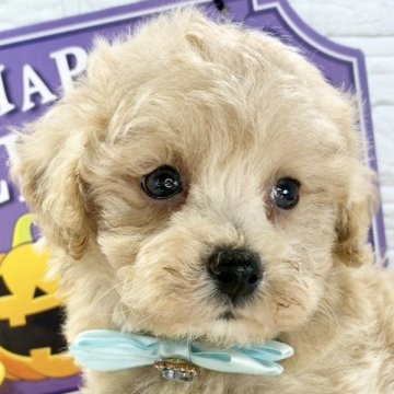 マルプー(マルチーズ×トイプードル)【岐阜県・男の子・2025年9月18日・アプリコット】の写真「しっぽフリフリで愛嬌満点な男の子🐻💗」