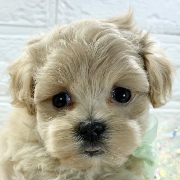 マルプー(トイプードル×マルチーズ)【岐阜県・男の子・2025年10月8日・アプリコット】の写真「くるくるヘアーの可愛い男の子🐶⭐」
