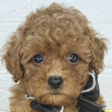 トイプードル(トイ)【岐阜県・女の子・2025年7月2日・レッドフォーン】の写真「控えめな女の子🐶💕」