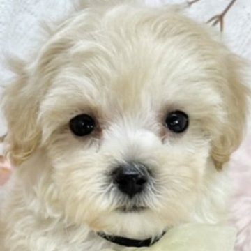 マルプー(マルチーズ×トイプードル)【岐阜県・男の子・2025年3月17日・クリーム】の写真「人が大好きな男の子」