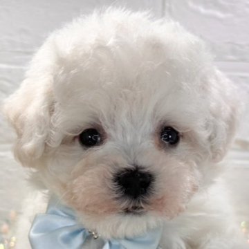 ミックス(マルチーズ×ビションフリーゼ)【岐阜県・女の子・2025年10月14日・ホワイト】の写真「クリクリヘアーが可愛い女の子🐶」