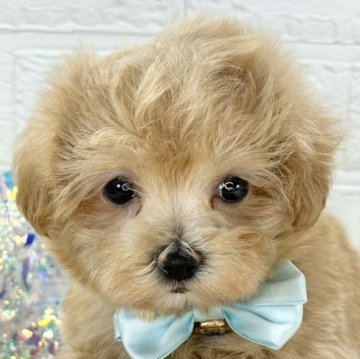 マルプー(マルチーズ×トイプードル)【岐阜県・女の子・2025年9月23日・アプリコット】の写真「愛嬌たっぷりな女の子🐶」