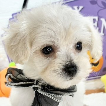 マルプー(トイプードル×マルチーズ)【岐阜県・女の子・2025年9月17日・クリーム】の写真「お父さん似のとってもキュートな女の子💗」