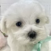 マルチーズ
