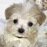 マルプー(マルチーズ×トイプードル)【岐阜県・女の子・2024年11月25日・アプリコット&ホワイト】の写真1