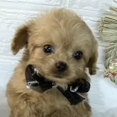 チワプー(チワワ×トイプードル)【岐阜県・男の子・2024年11月21日・アプリコット】の写真1