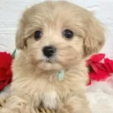 マルプー(マルチーズ×トイプードル)【岐阜県・男の子・2024年11月4日・アプリコット&ホワイト】の写真1