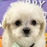 マルプー(トイプードル×マルチーズ)【岐阜県・女の子・2025年9月17日・クリーム】の写真1