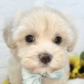 マルプー(マルチーズ×トイプードル)【岐阜県・女の子・2025年7月5日・クリーム】の写真1