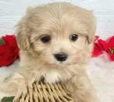 マルプー(マルチーズ×トイプードル)【岐阜県・男の子・2024年11月4日・アプリコット&ホワイト】の写真2