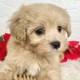 マルプー(マルチーズ×トイプードル)【岐阜県・男の子・2024年11月4日・アプリコット&ホワイト】の写真4