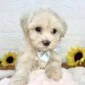 マルプー(マルチーズ×トイプードル)【岐阜県・女の子・2025年7月5日・クリーム】の写真4