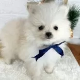 ポメラニアン【岐阜県・女の子・2024年12月9日・クリーム】の写真4