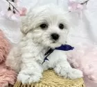 マルプー(マルチーズ×トイプードル)【岐阜県・男の子・2025年3月17日・クリーム&ホワイト】の写真4
