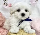 マルプー(マルチーズ×トイプードル)【岐阜県・男の子・2025年3月17日・クリーム&ホワイト】の写真5