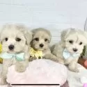 マルプー(マルチーズ×トイプードル)【岐阜県・男の子・2025年7月5日・クリーム&ホワイト】の写真6