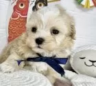 マルプー(マルチーズ×トイプードル)【岐阜県・男の子・2025年4月12日・クリーム&ホワイト】の写真6