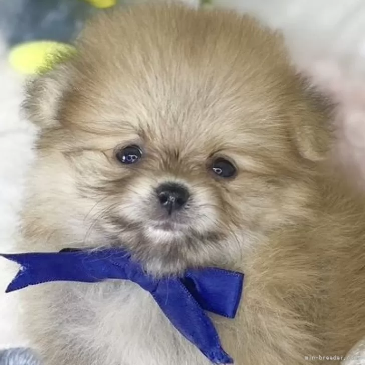 ID:2408-05110の子犬