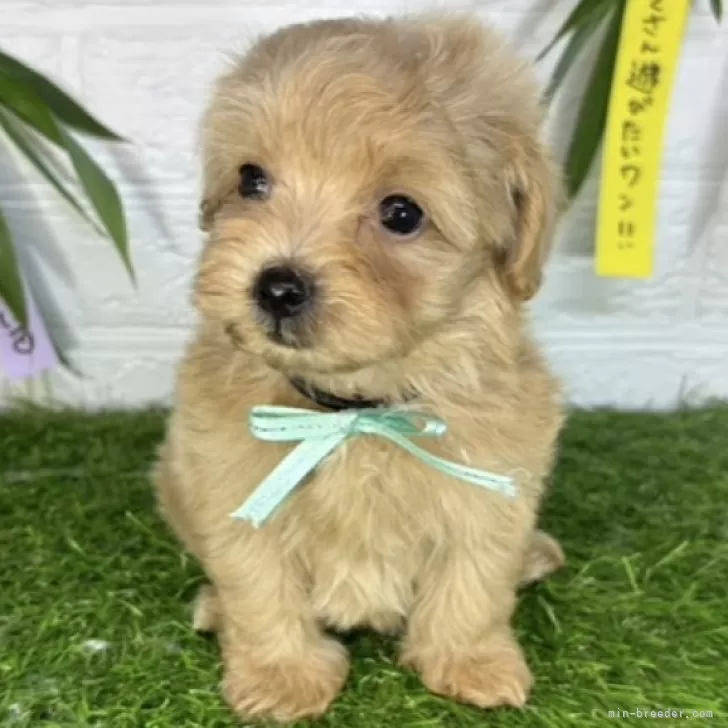 ID：2407-02076の子犬
