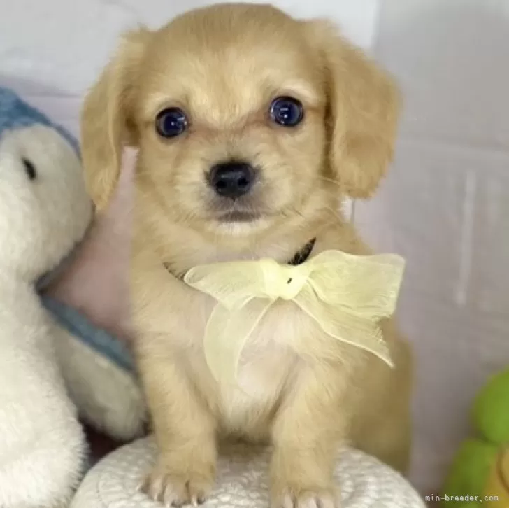 ID:2409-04123の子犬