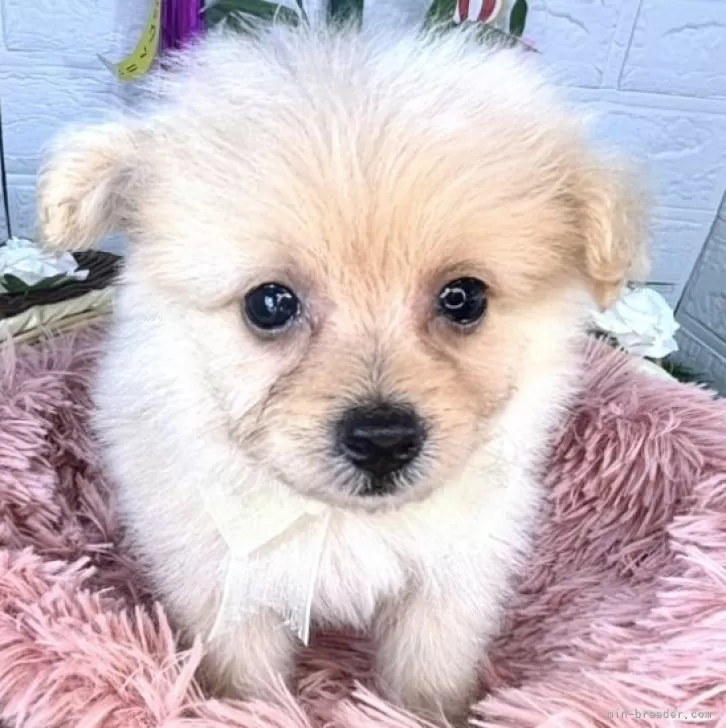 ID：2407-06723の子犬