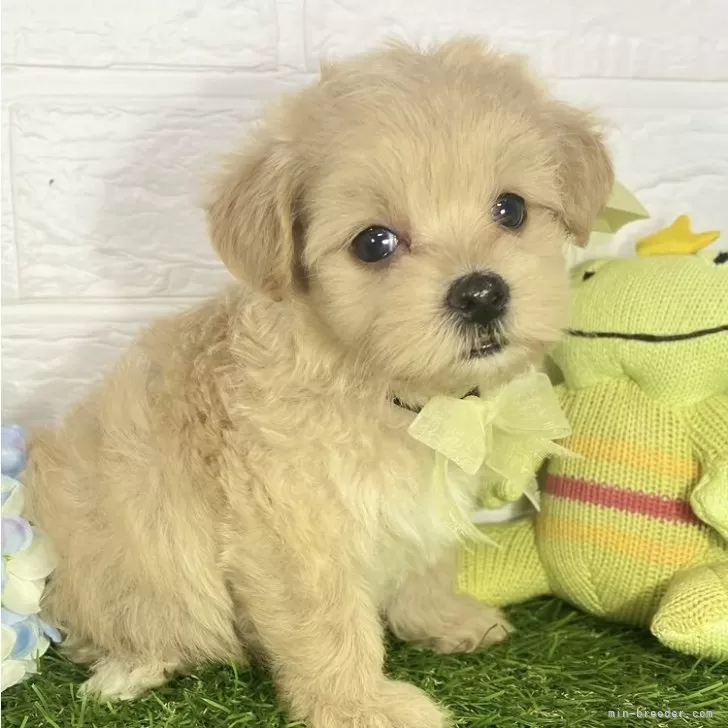ID:2406-07454の子犬