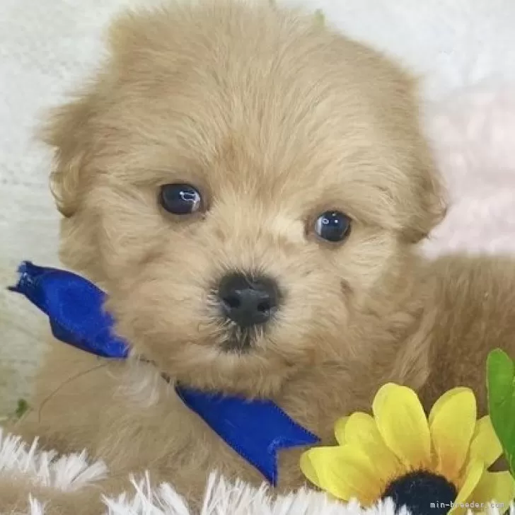 ID:2408-02988の子犬