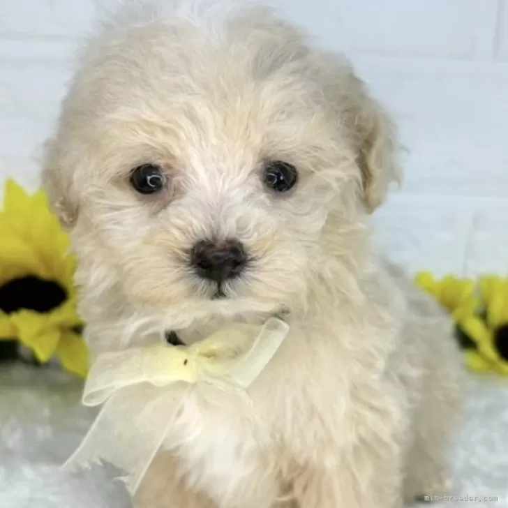 ID:2407-07516の子犬