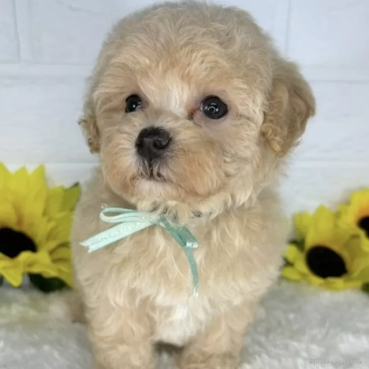 ID:2407-07578の子犬