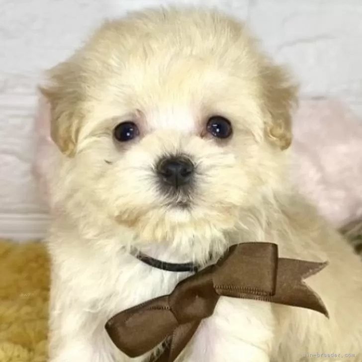 ID:2410-06923の子犬