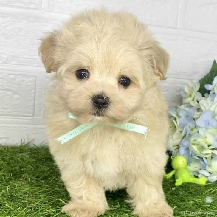 ID:2407-00138の子犬