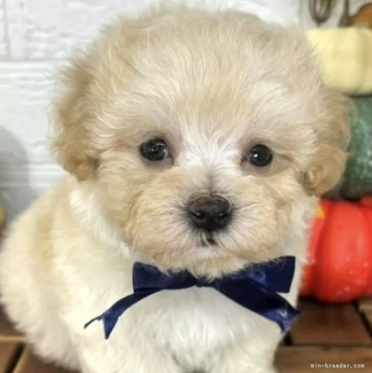 みるく 様のお迎えした子犬