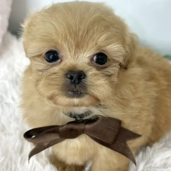 ID:2409-03828の子犬