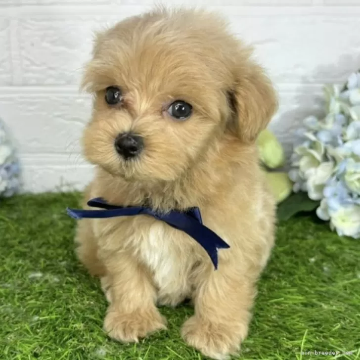 ID：2406-07444の子犬