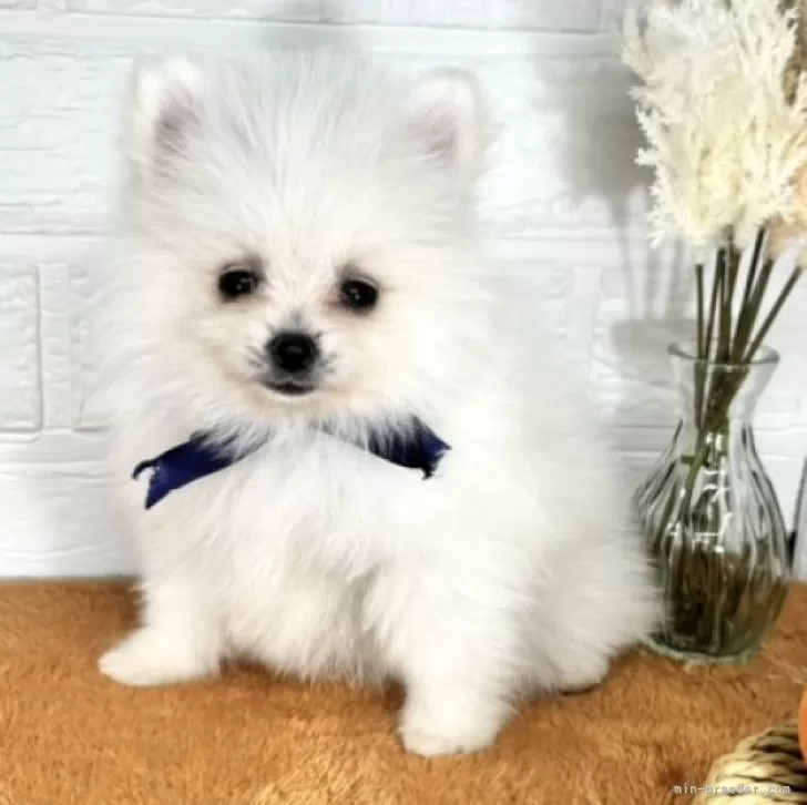 ID：2410-02991の子犬