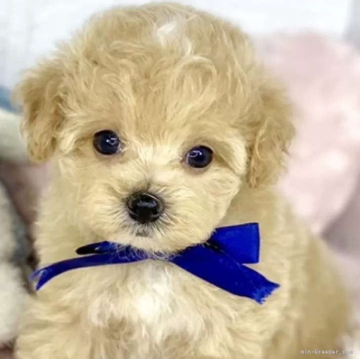 ID:2409-04066の子犬