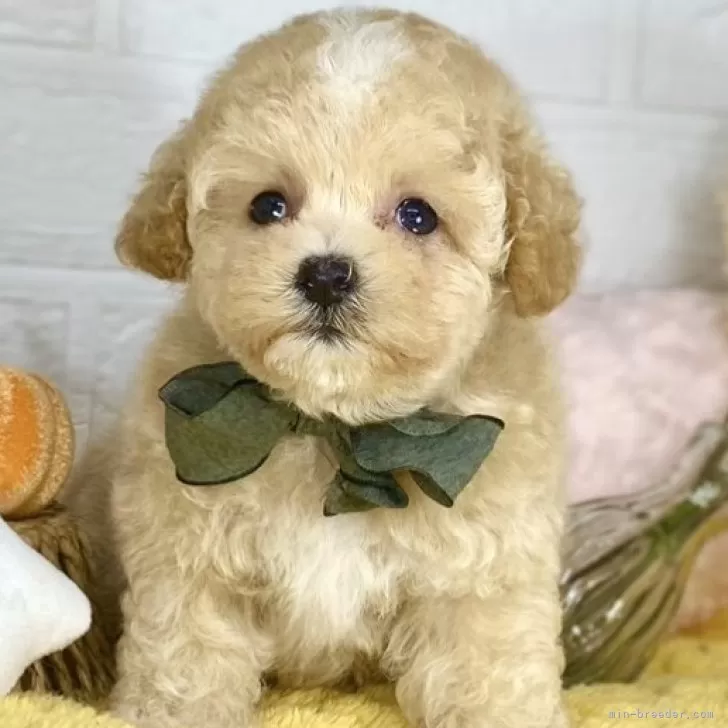 ID：2410-05232の子犬