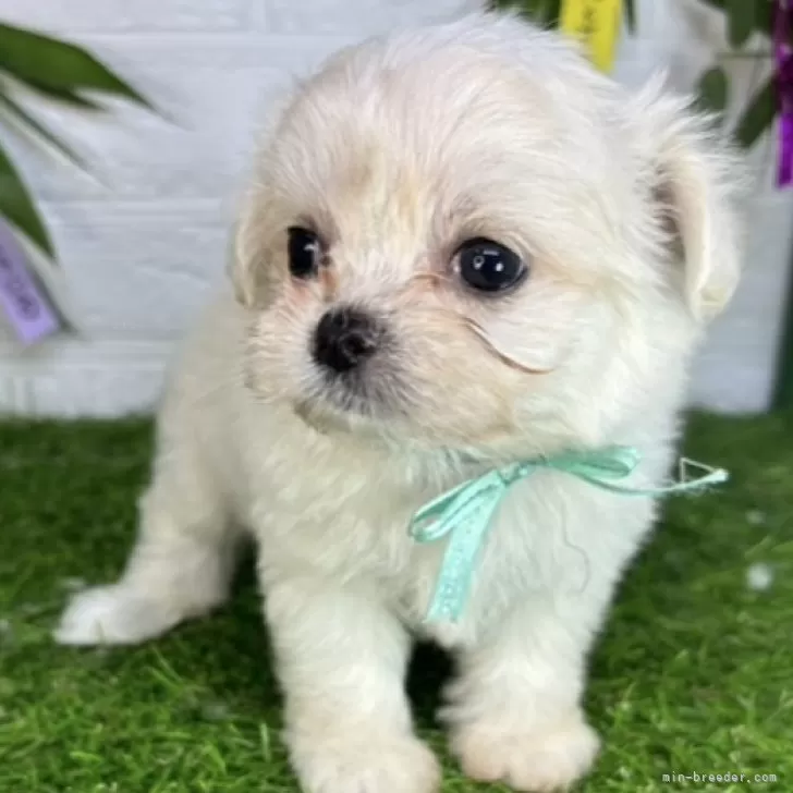 ID:2407-01915の子犬