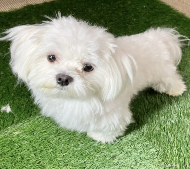 マルチーズ【・女の子・2024年7月6日・ホワイト】