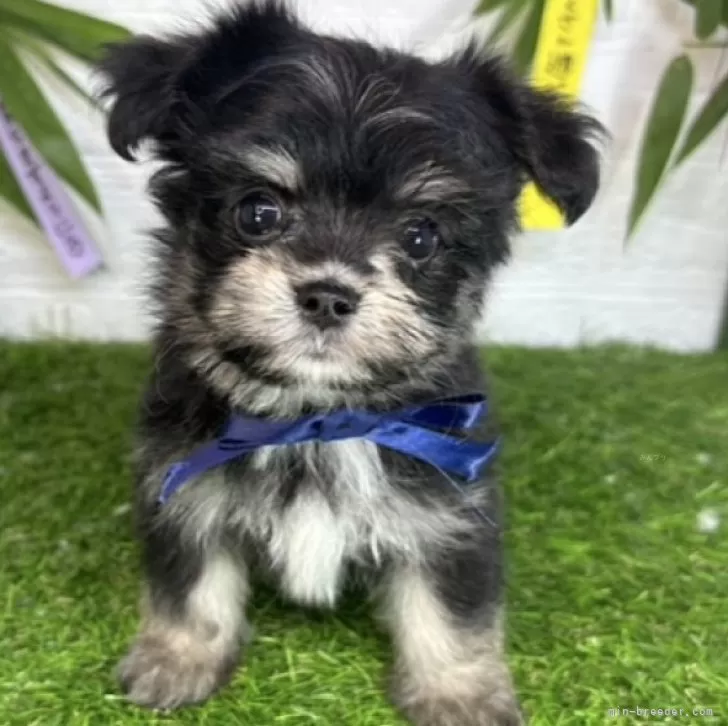 ID:2407-01909の子犬