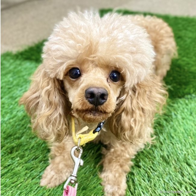 トイプードル(トイ)【・女の子・2022年7月26日・レッド】