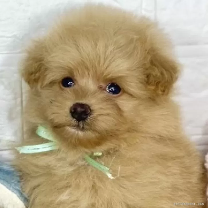 ID：2409-04129の子犬