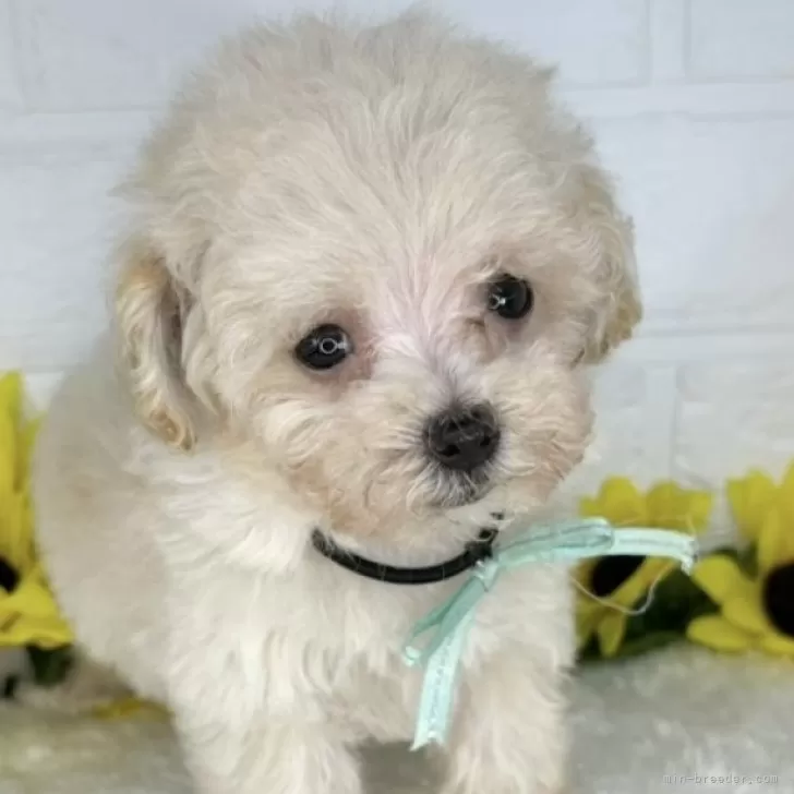 ID:2407-07522の子犬