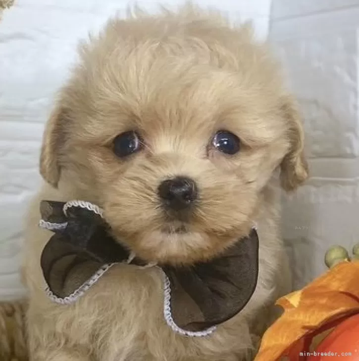 ID:2409-08028の子犬