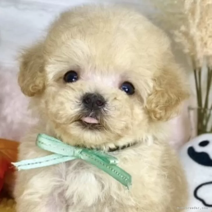 ID：2410-06910の子犬