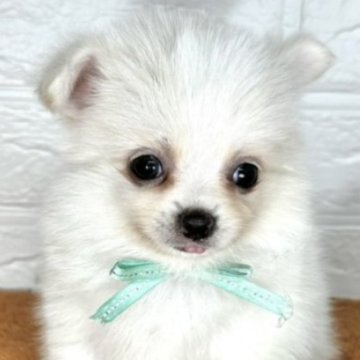 ポメチワ(ポメラニアン×チワワ)【岐阜県・男の子・2024年8月31日・クリーム&ホワイト】の写真「ぱっちりおめめの可愛い男の子☆彡」