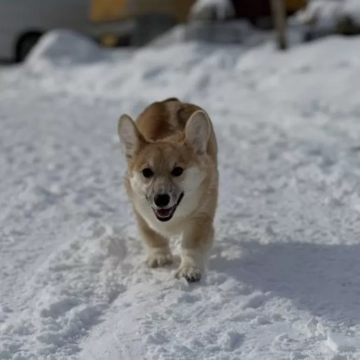 ID：2411-04750の子犬