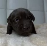 ラブラドールレトリバー【北海道・男の子・2025年1月21日・チョコレート】の写真6