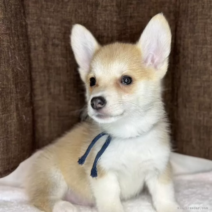 ID:2403-03576の子犬